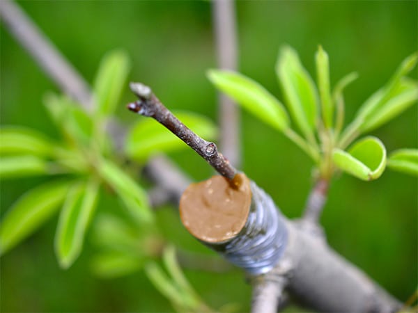 VerdeVivo Mastice Per Innesti Bio – 250g Di Prodotti Totalmente Biologici Per La Cura Di Ferite E Tagli Delle Piante
