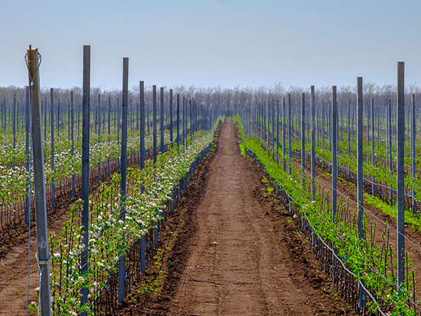 Nastro Per Innesto Traspirante 2 Rotoli – Elastico E Impermeabile Per Riparare Piante E Alberi Da Frutto, 3x20m O 4x20m